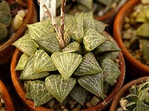 Haworthia